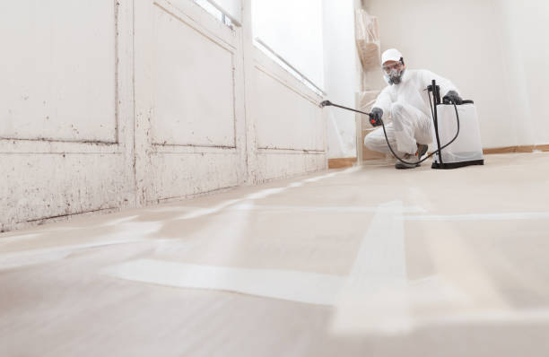 Black mold remediation team in Mount Ephraim